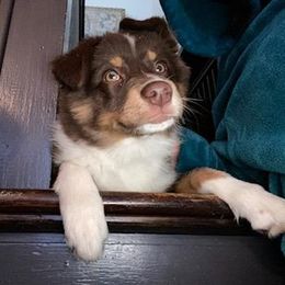 Miniature American Shepherds from Little Loves Farm