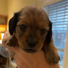 Roman - Red male Dachshund puppy in Clarksdale, Mississippi from Bo Didley's Doxies