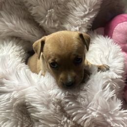 Sable tux girl 3 - Sable and white female Teddy Roosevelt Terrier puppy in Robards, Kentucky from Dream Tree Kennel