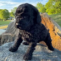 Poppy - Black male Goldendoodle puppy in Charlotte, North Carolina from Hopeful Heart Doodles