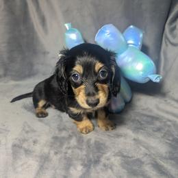 4 Jiminy Cricket - Black and cream male Dachshund puppy in Central Point, Oregon from MRS Long Dog Ranch