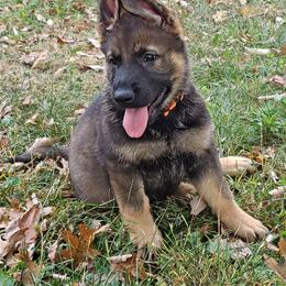 German Shepherd Puppies from Cintron K9
