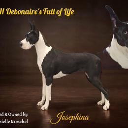 Josephina - Great Dane