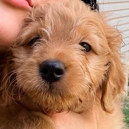 Thomas O'Malley - Apricot male Goldendoodle puppy in Bentonville, Arkansas from Bentonville Doodles