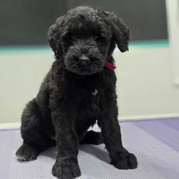 Fettuccine - Black female Giant Schnauzer puppy in Parker, Colorado from Pawsh K9’s