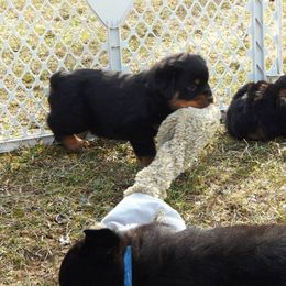 Rottweiler and Shetland Sheepdog Puppies from Mountain High Kennels