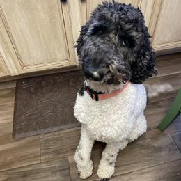 Momma Libby - Goldendoodle