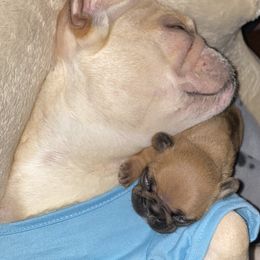 French Bulldog Puppies from Nordic Nuggets