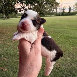 Channel - Parti female Miniature Schnauzer puppy in Silver Creek, Mississippi from Mamie’s Minis, LLC