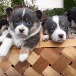 Pembroke Welsh Corgi Puppies from Beth's Pawsitivley Corgis