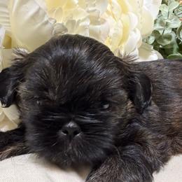 Twix (pink collar) - Black and tan female Shih Tzu puppy in Sherman, Texas from Shannon’s Sugar Sweet Shih Tzu’s