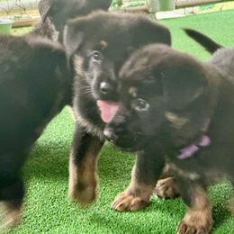 Boy 5 - Black and red male German Shepherd puppy in Rolesville, North Carolina from Ransomshire Shepherds