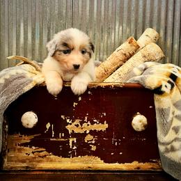 Raina - Blue merle female Australian Shepherd puppy in Sedalia, Missouri from Affinity Aussies
