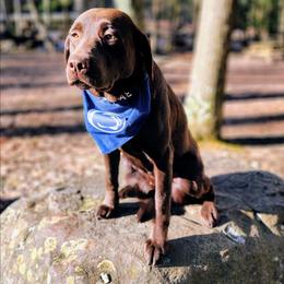 Labrador Retriever puppies from Stone Shoe Ranch Labrador Retrievers