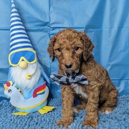 Gage - Apricot male Goldendoodle puppy in Yale, Michigan from Angie's Goldendoodles/Angies doodles LLC