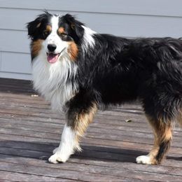 Koda - Australian Shepherd