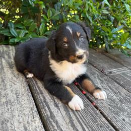 JohnnyCash - Black tri-color male Australian Shepherd puppy in Statesville, North Carolina from Charming Australian Shepherds