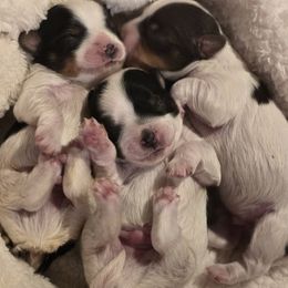 Biewer Terrier puppies from BabyCake Biewers