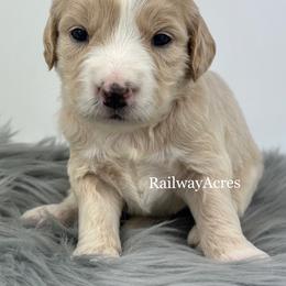 Opal - Apricot female Goldendoodle puppy in Milford, Indiana from Railway Acres Kennel