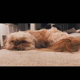 Chewy - Shih Tzu