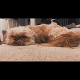 Chewy - Shih Tzu