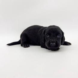 Poppy (solid black) - Black female Dachshund puppy in Waddell, Arizona from Neu Doxies