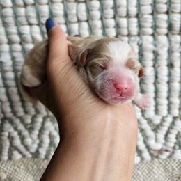 Goldie - girl 1 - Apricot female Cavapoo puppy in London, Kentucky from Blue Meadow Puppies