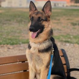 Murphy - Black and tan female German Shepherd puppy in Pahrump, Nevada from Wachhund Kennels