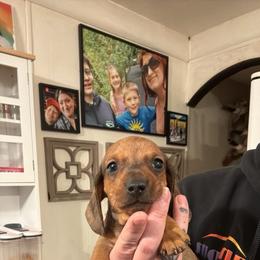Green Collar - Dapple male Dachshund puppy in La Pine, Oregon from RoseDox Dachshunds