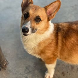 Kiwi - Pembroke Welsh Corgi