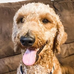 Goldendoodles from Lacy's Goldendoodles