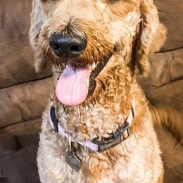 Goldendoodles from Lacy's Goldendoodles
