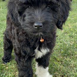 Assorted Doodle Crosses from Sandra's Pups