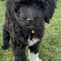 Assorted Doodle Crosses from Sandra's Pups