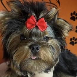 Destiny - Yorkshire Terrier
