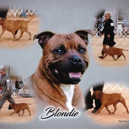 Staffordshire Bull Terrier All Grown Up from JetStaff Kennels