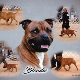Staffordshire Bull Terrier All Grown Up from JetStaff Kennels