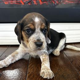 Boy 2 - male Beagle puppy in Walnut Grove, Missouri from C & L Beagles and Bassets