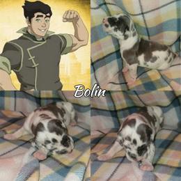 Bolin - Harlequin male Great Dane puppy in Pollock, Louisiana from Danes Done Right