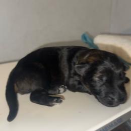 River.  Yellow collar is - Sable female German Shepherd puppy in Winterport, Maine from Vom Stevens Old Fashioned German Shepherds