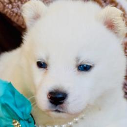 Pearl - White female Siberian Husky puppy in Atlanta, Georgia from Lobban Huskies