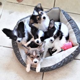 Papillons from Papillon Ranch