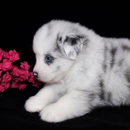 Atlas - Dilute blue male Australian Shepherd puppy in Colorado Springs, Colorado from Storm and Sage Australian Shepherds