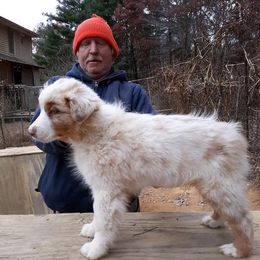 Australian Shepherds from Cavalier Australian Shepherds
