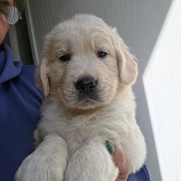 TRINKET - Yellow - Golden female Golden Retriever puppy in Lucasville, Ohio from Halo Kennels