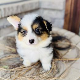 Flint- black collar - Black and tan male Pembroke Welsh Corgi puppy in Benjamin, Utah from Nuna’s  Corgis