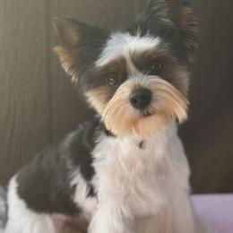 Biewer Terrier puppies from FronkLinn Kennel