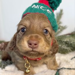 Clark Griswold - Chocolate and cream male Dachshund puppy in Perris, California from The Dach House