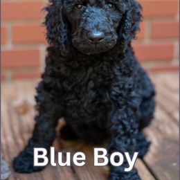 Blue - Black male Poodle puppy in Palmetto, Georgia from Renders Poodles