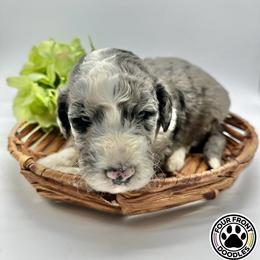 Bernedoodle and Sheepadoodle Puppies from Four Front Doodles LLC.